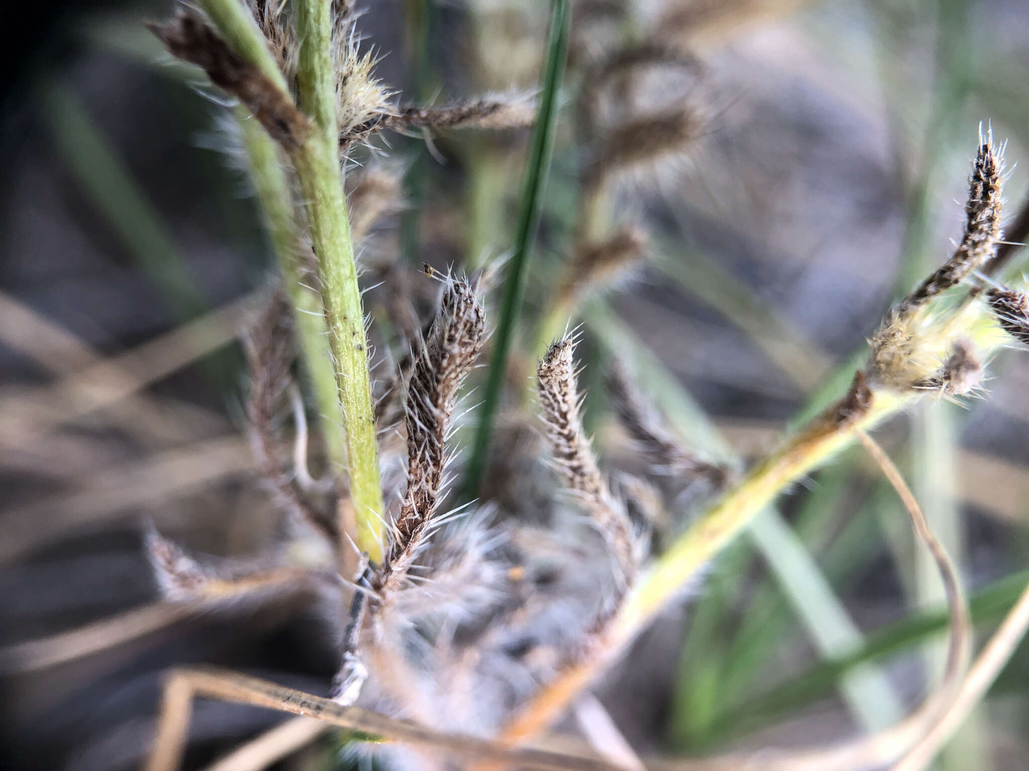 Image of sanddune cryptantha