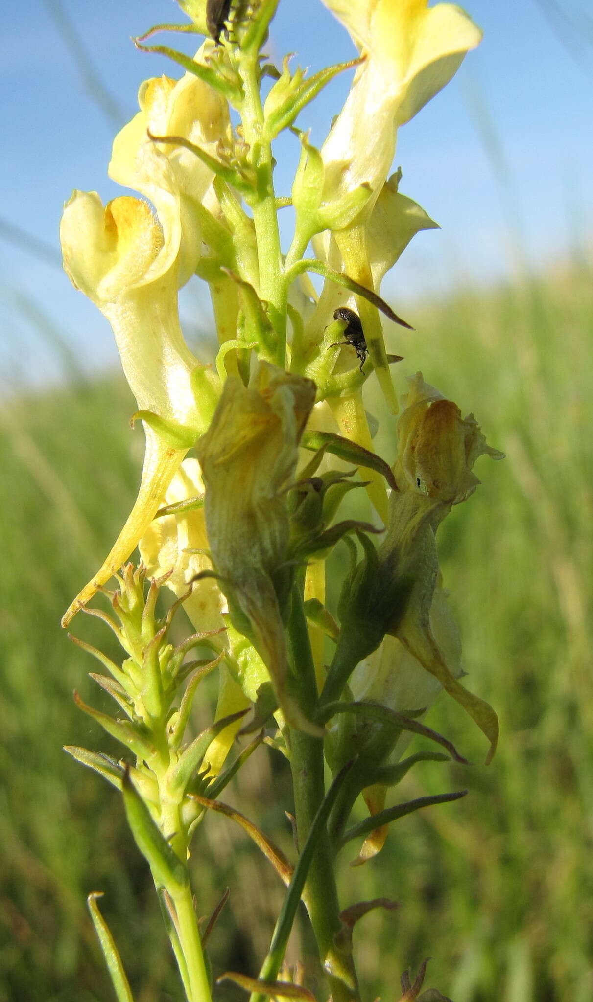 Plancia ëd Linaria biebersteinii Besser