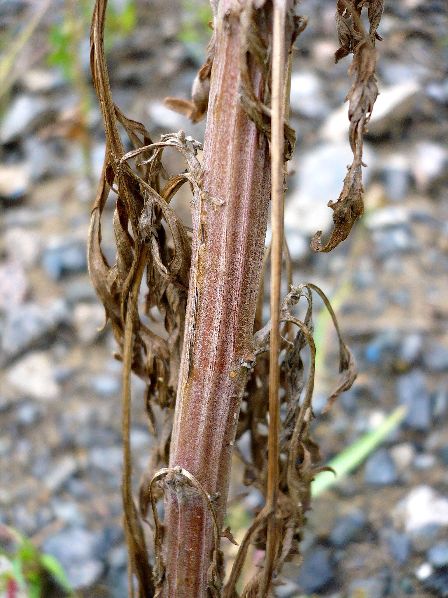 Image de Artemisia sieversiana Ehrh. ex Willd.