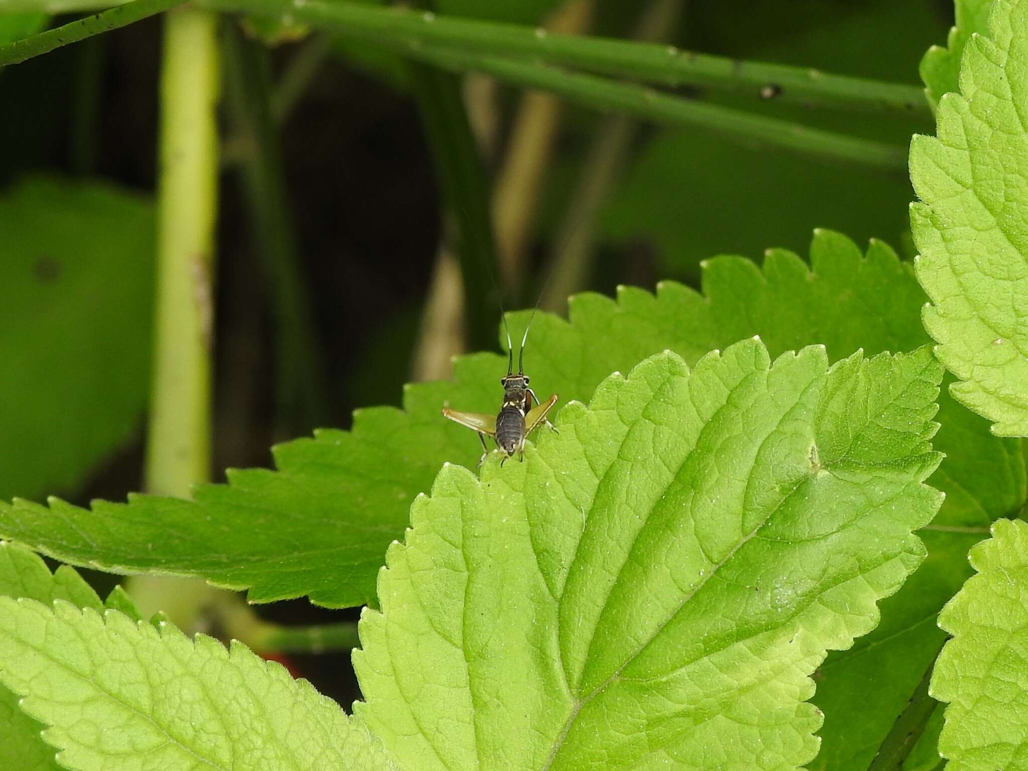 Слика од Phylloscyrtus amoenus Burmeister & H. 1880