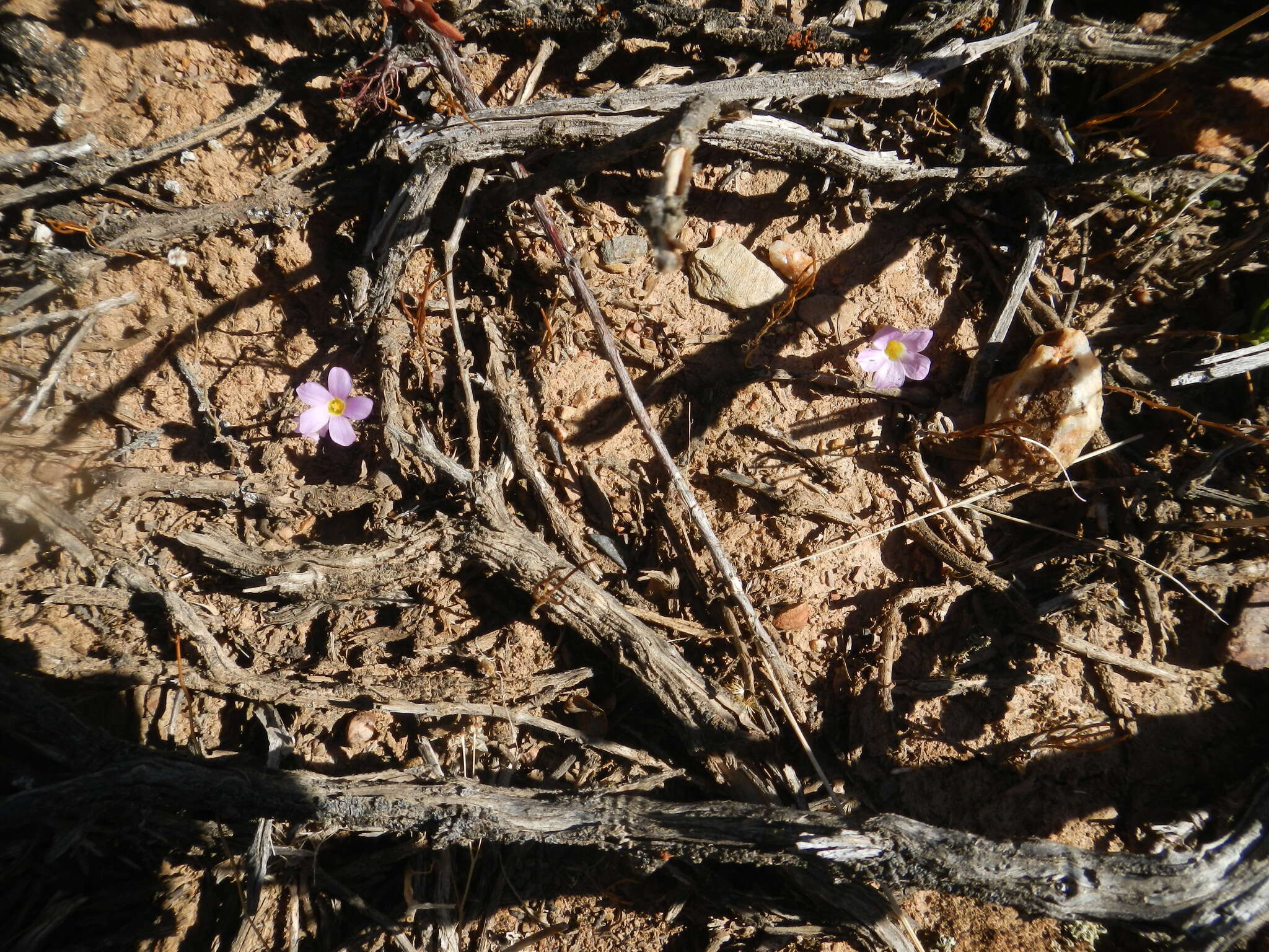 Sivun Oxalis dilatata L. Bolus kuva