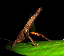 Image of Haaniella echinata (Redtenbacher 1906)