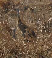 Image of Antigone canadensis canadensis (Linnaeus 1758)