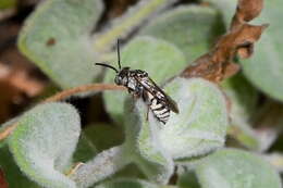 Image of Triepeolus subnitens Cockerell & Timberlake 1929