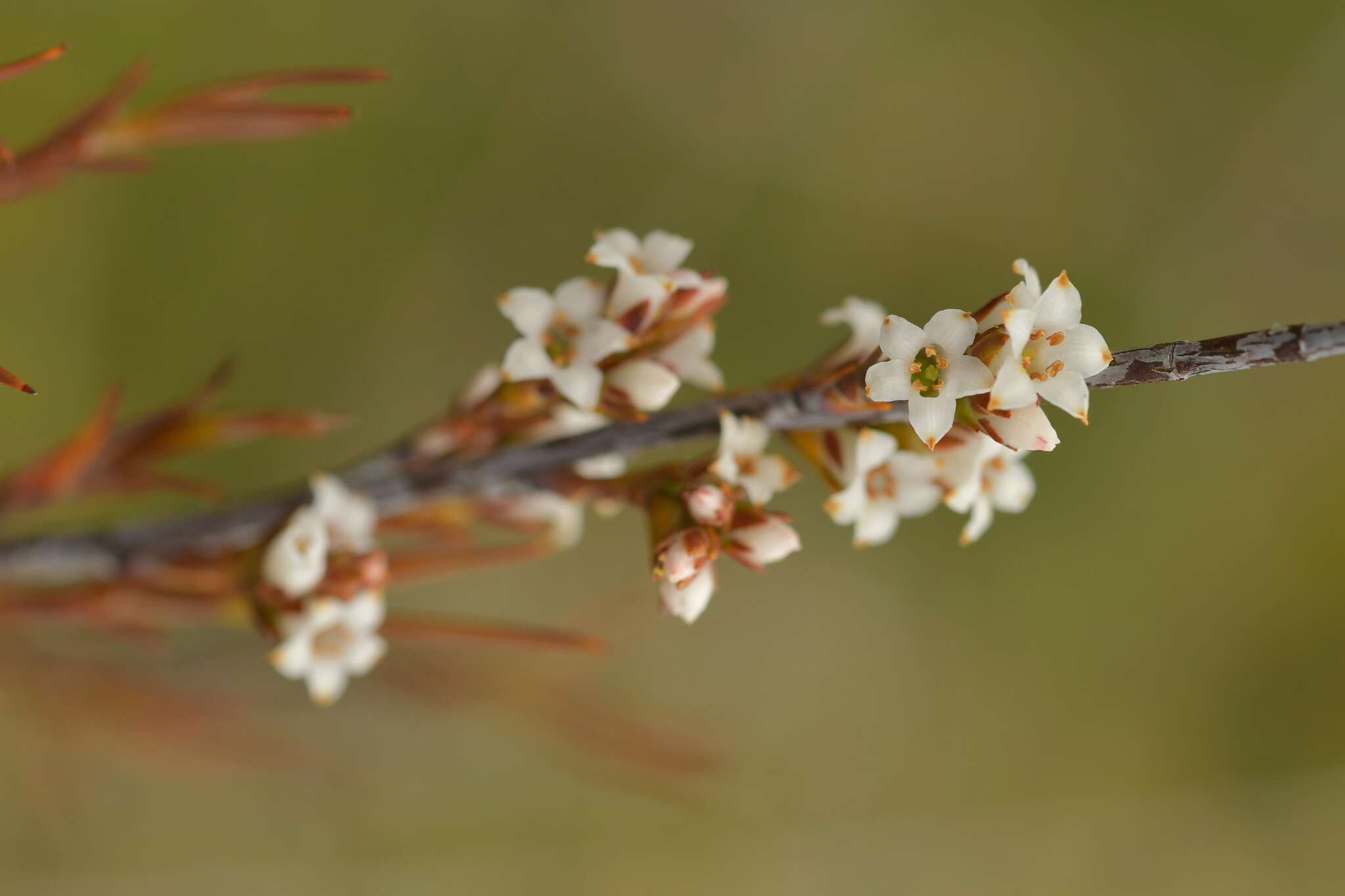 Image of Dracophyllum subulatum Hook. fil.