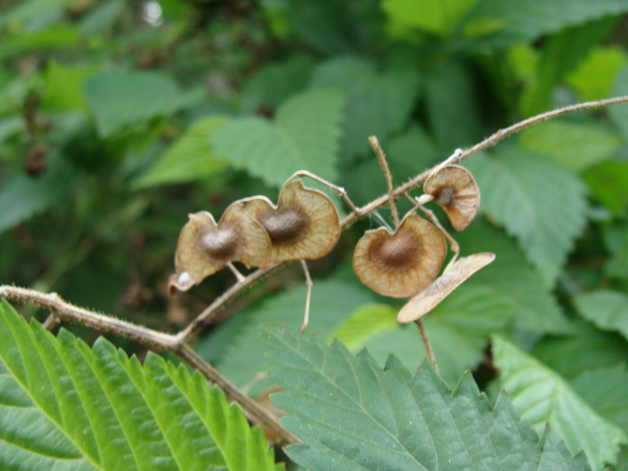 Слика од Desmodium infractum DC.