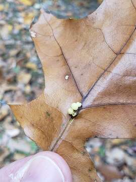 Image of Kokkocynips decidua (Beutenmueller 1913) Nieves-Aldrey, Nicholls, Tang, Melika, Stone, Pujade-Villar, Buffington, Maldonado & Medianero 2021