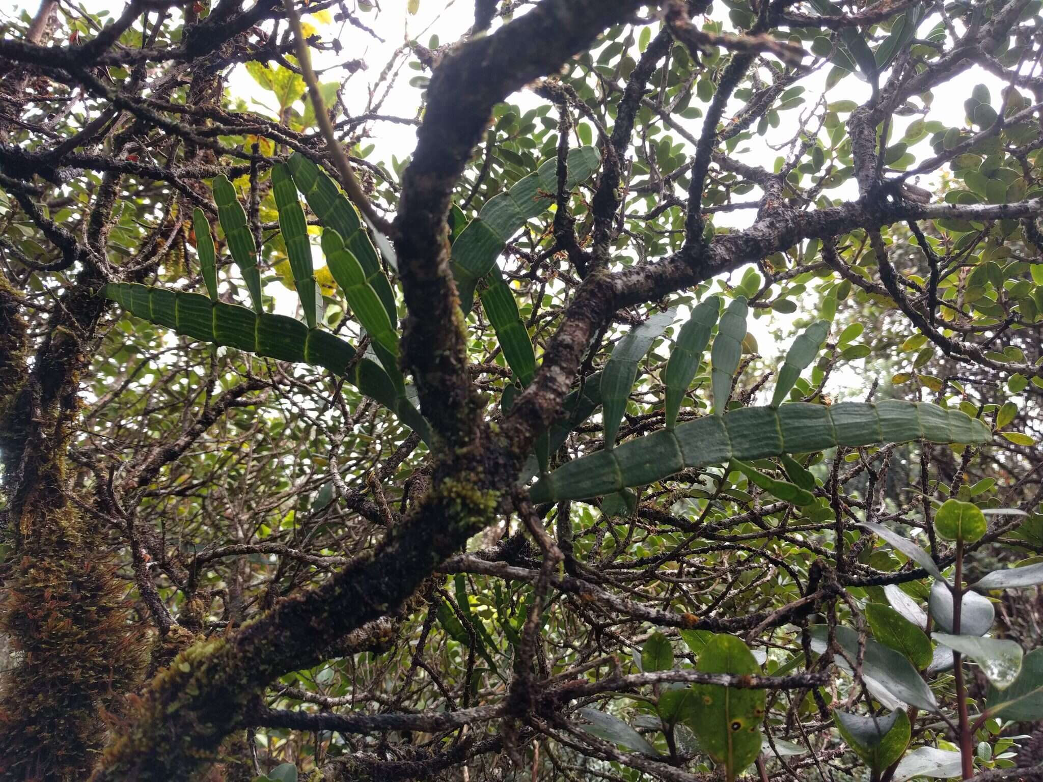 Image of Kauai korthal mistletoe