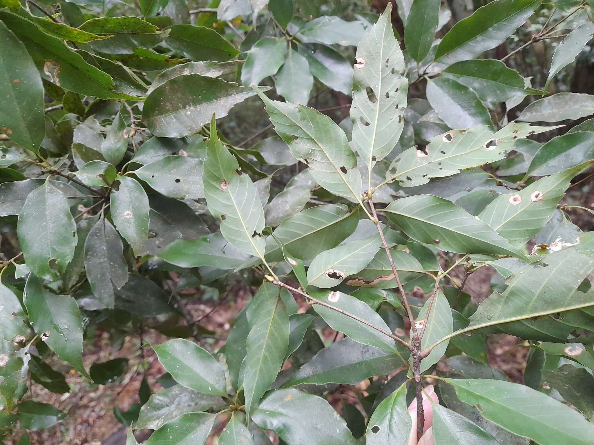 Image of Quercus longinux Hayata