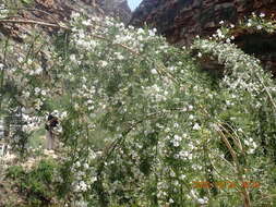 Image of Psoralea imminens