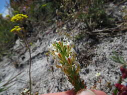 Sivun Hebenstretia dentata L. kuva