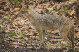 Image of Indian jackal