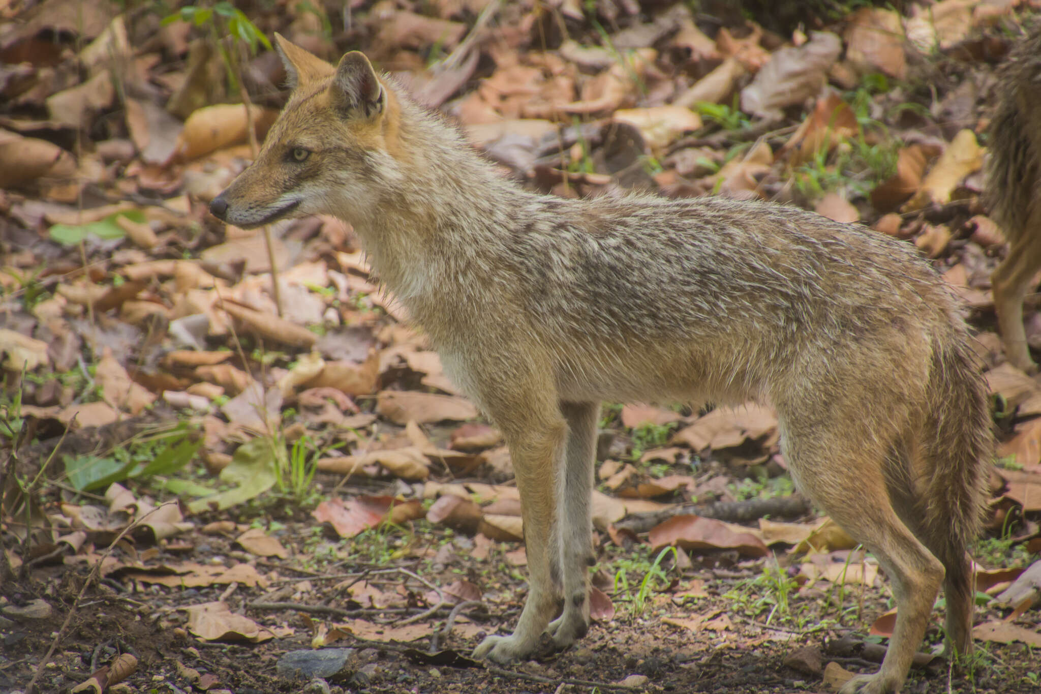 Слика од Canis aureus indicus Hodgson 1833