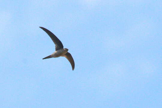 Image of Palm swift