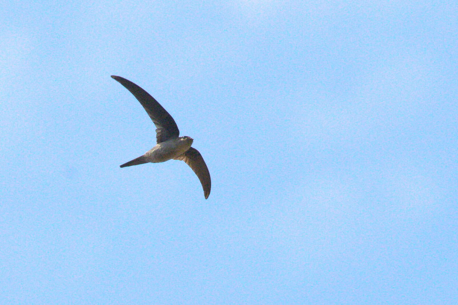 Image of Palm swift