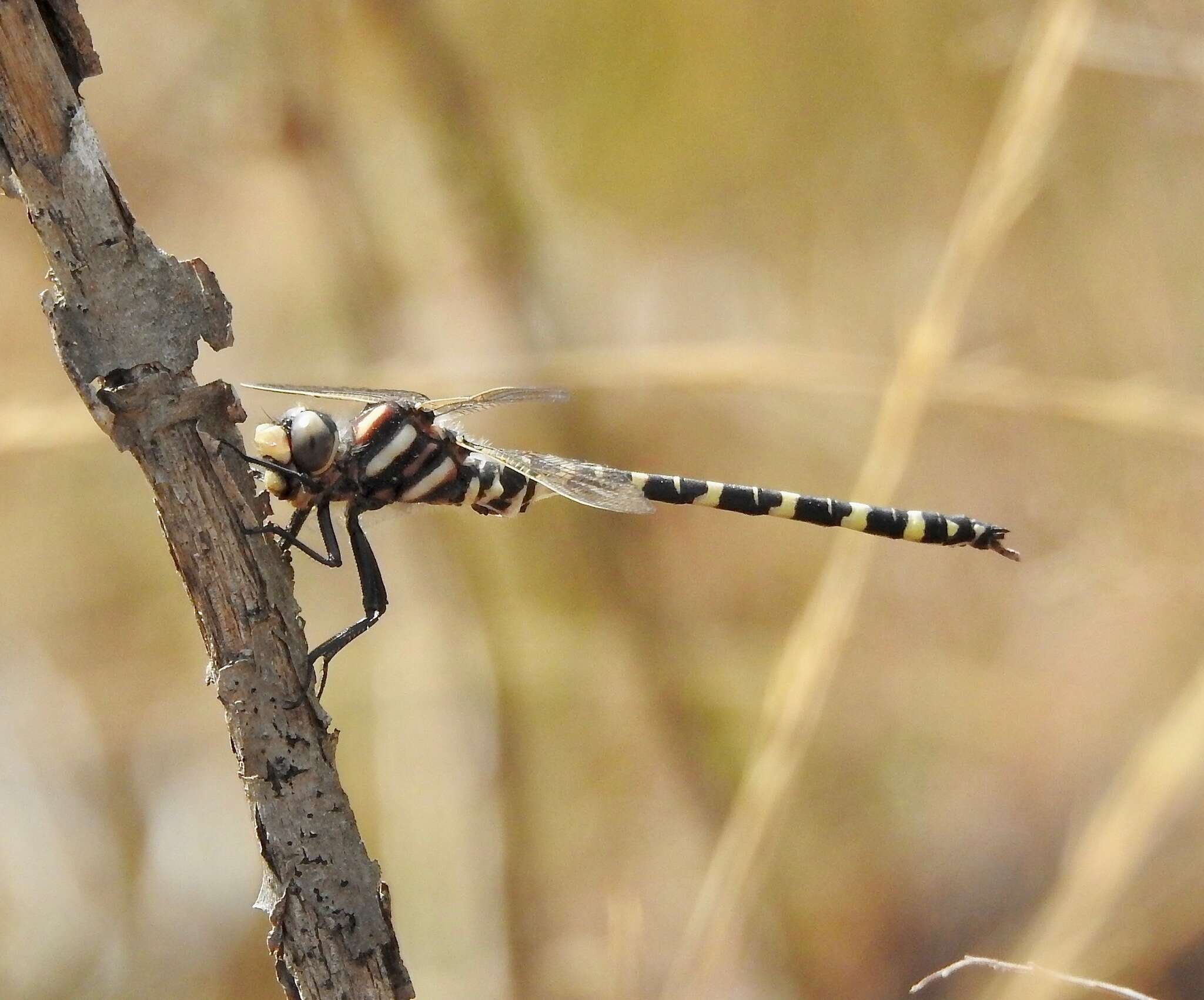 Image of Say's Spiketail