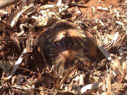 Image of Radiated Tortoise