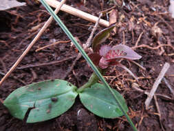 Image of Three-horned bird orchid