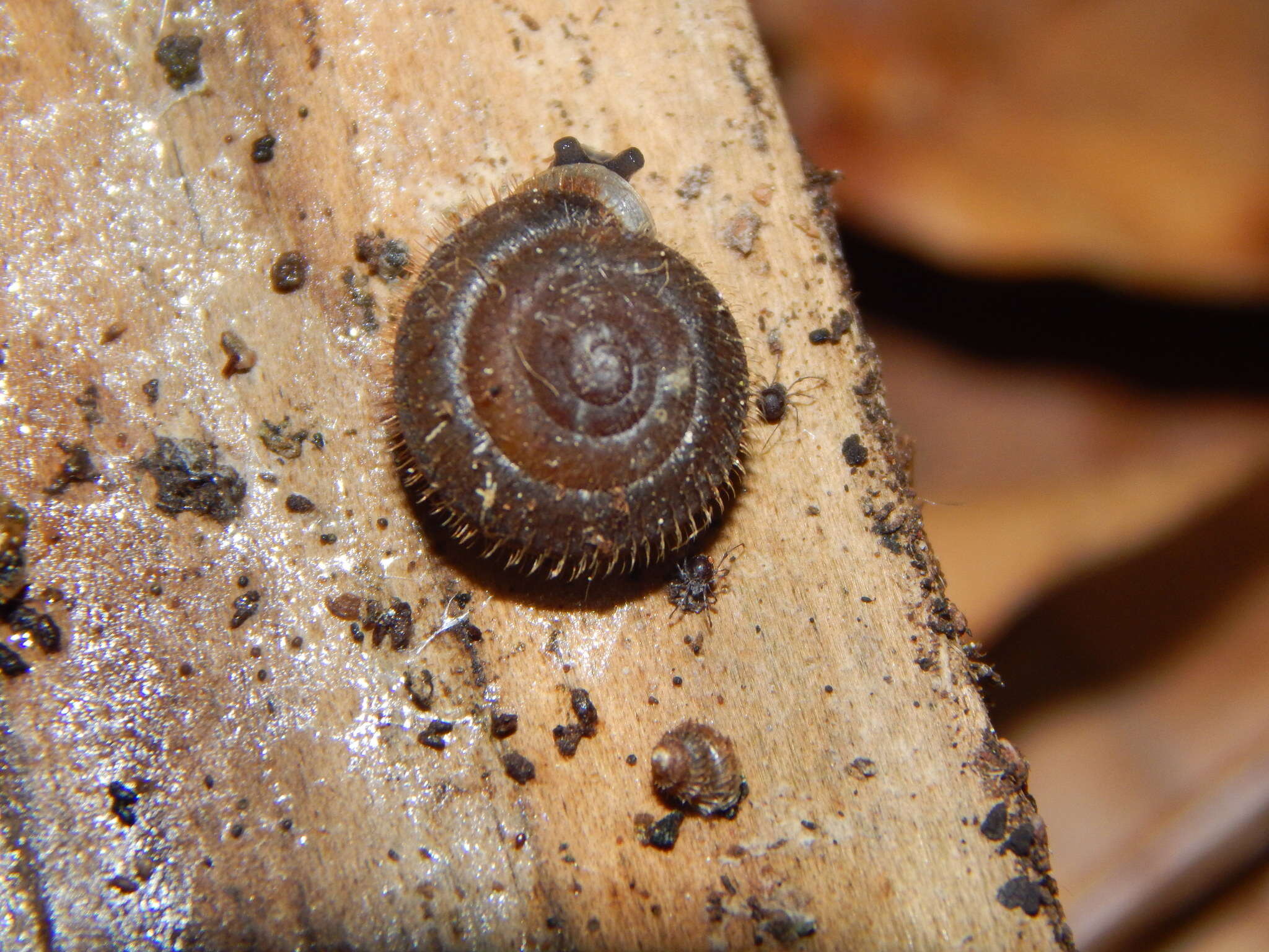 Image of mask snail