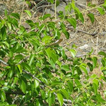 Image of River Jewelwing