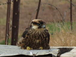 Image of Lanner Falcon