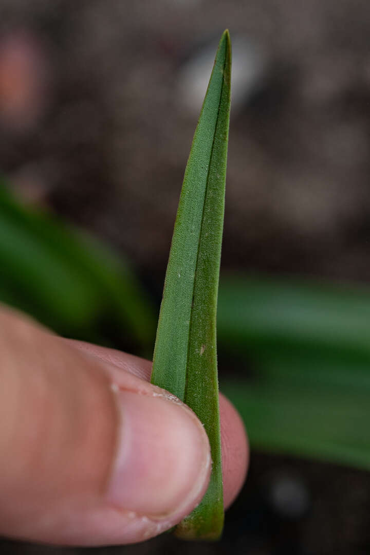 Image of Androcymbium eucomoides (Jacq.) Willd.