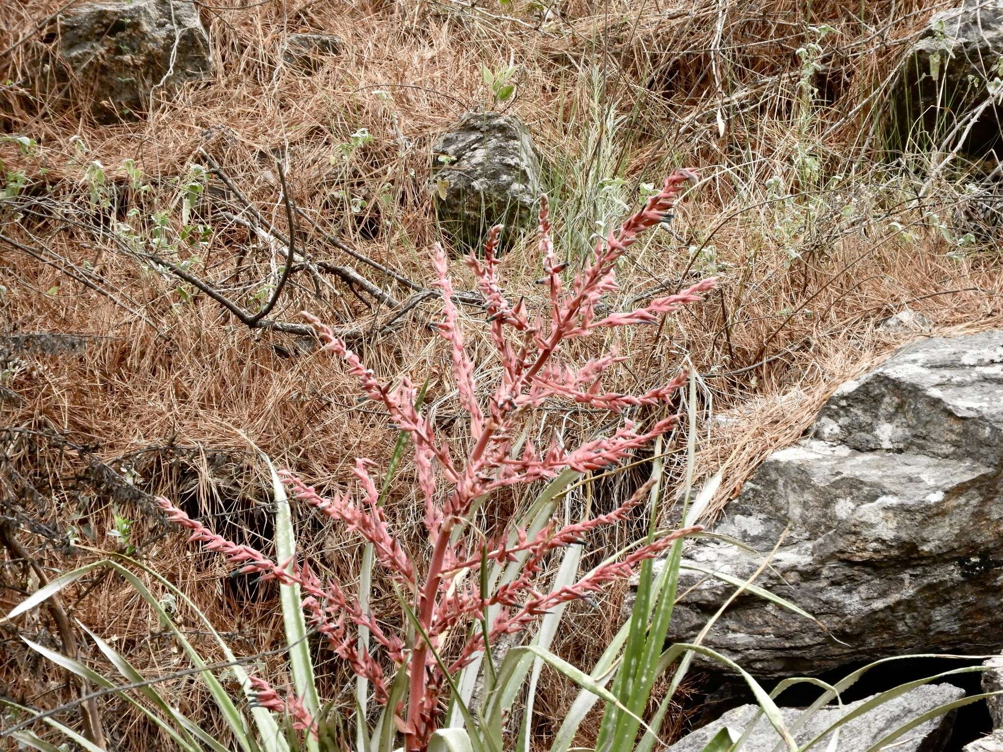 Imagem de Puya spathacea (Griseb.) Mez