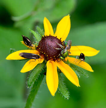 Image of Scythris basilaris Zeller 1855