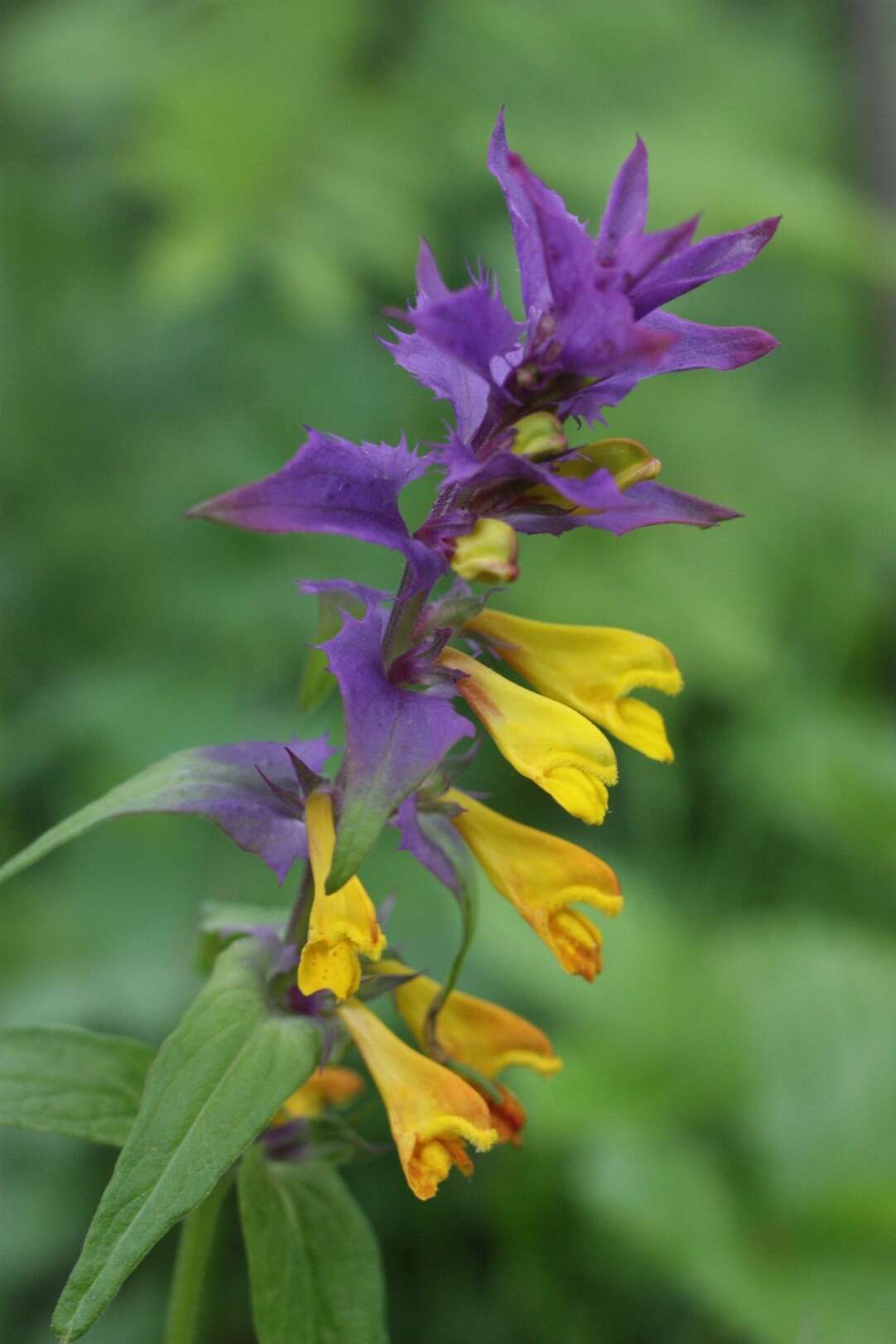 Image of Melampyrum polonicum (Beauv.) Soó