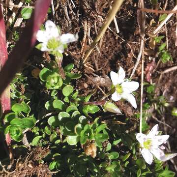 صورة Arenaria biflora L.