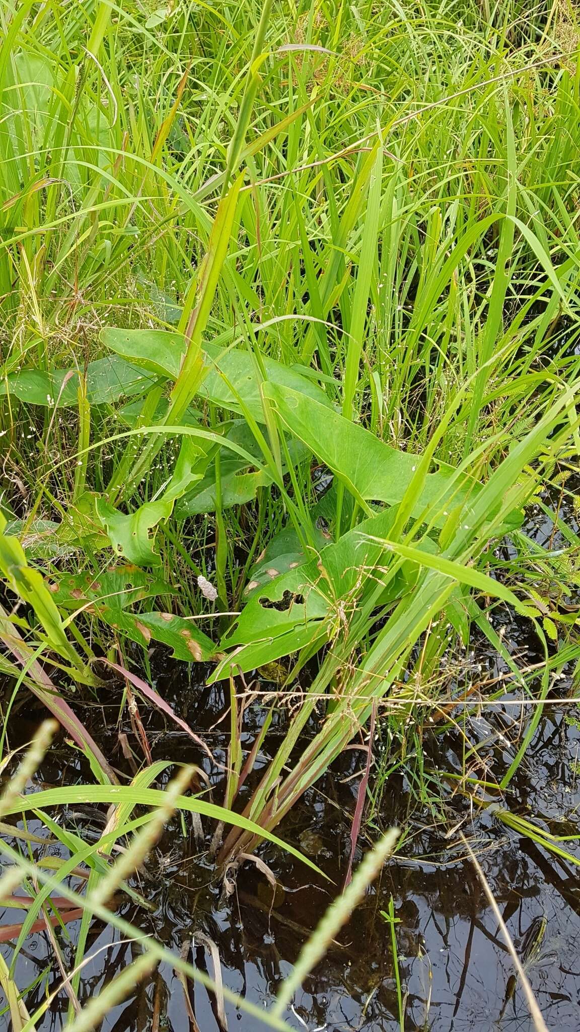 Image de Montrichardia arborescens (L.) Schott