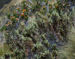 Image of Andicolea thuyoides (Lam.) Mayta & Molinari