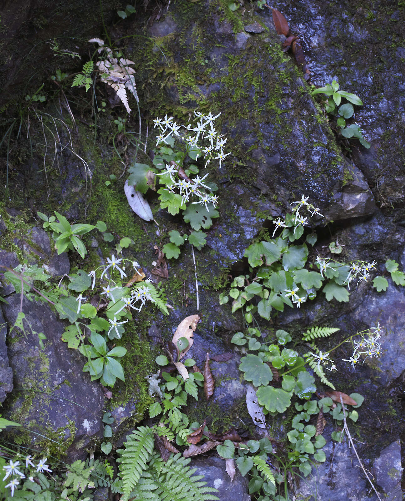 Image of Saxifraga fortunei var. alpina (Matsumura & Nakai) Nakai