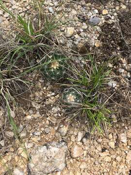 Image of pineapple cactus