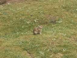 Image of Black-lipped Pika