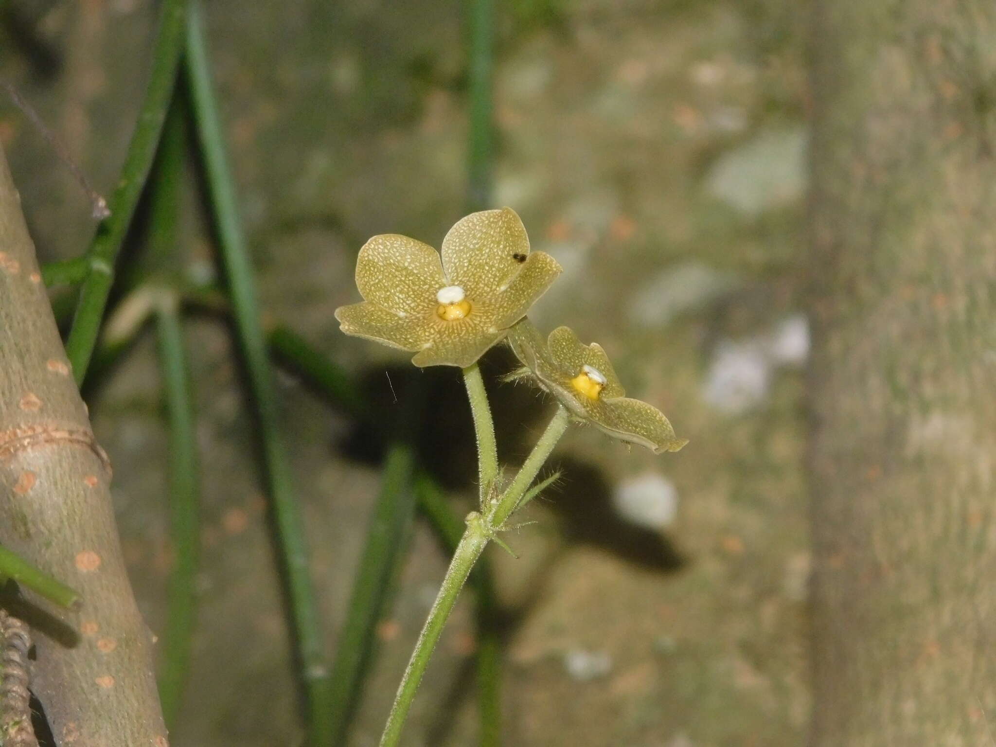 Sivun Matelea velutina (Schltdl.) R. E. Woodson kuva