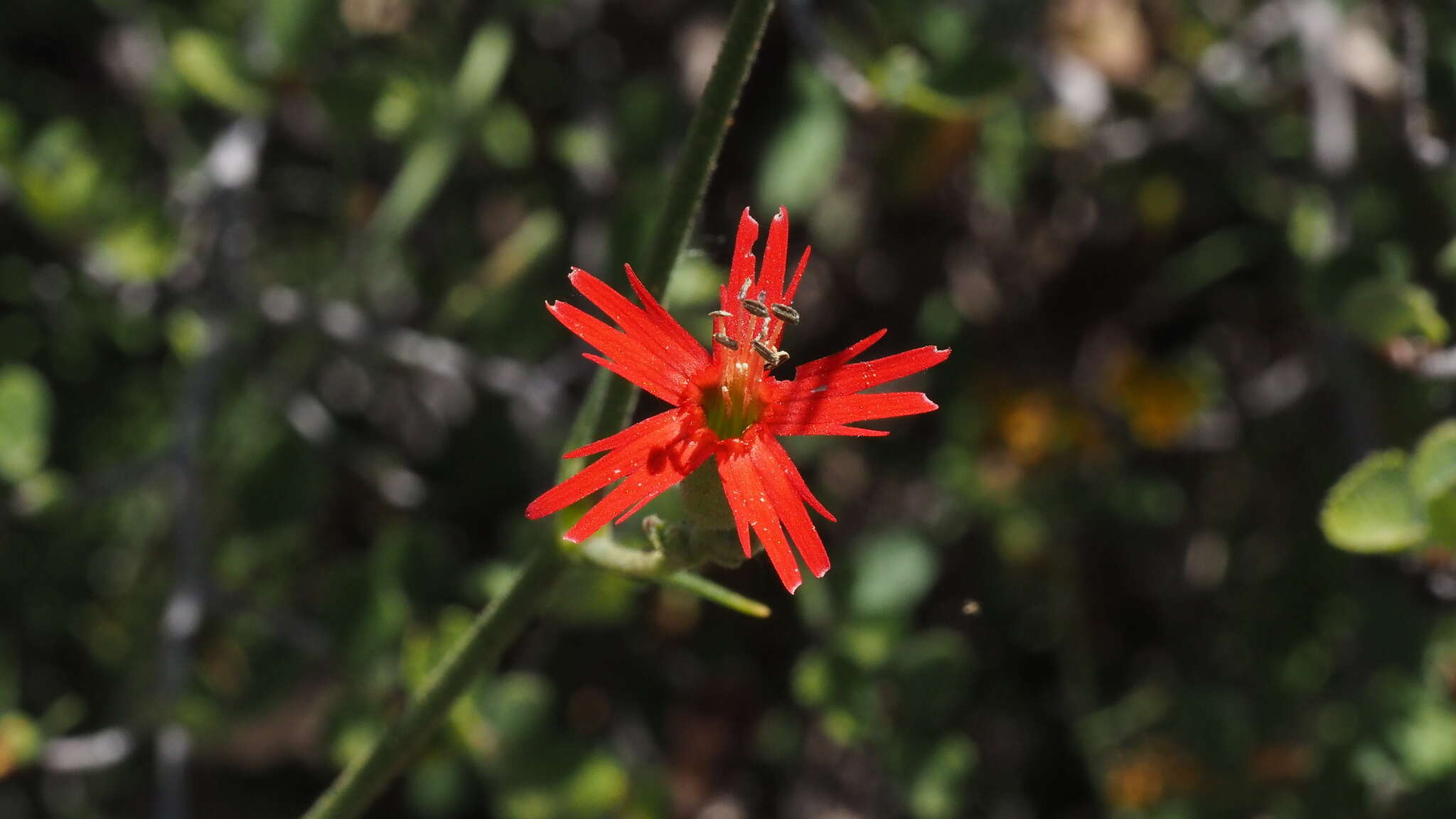 Image de Silene laciniata subsp. laciniata
