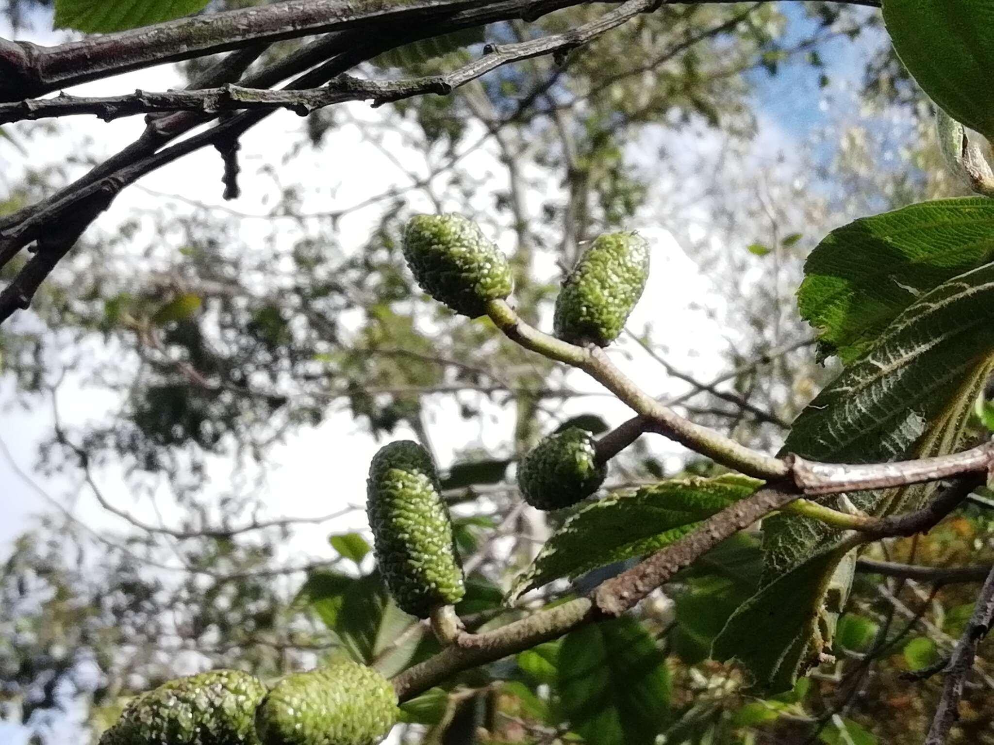 صورة Alnus acuminata Kunth