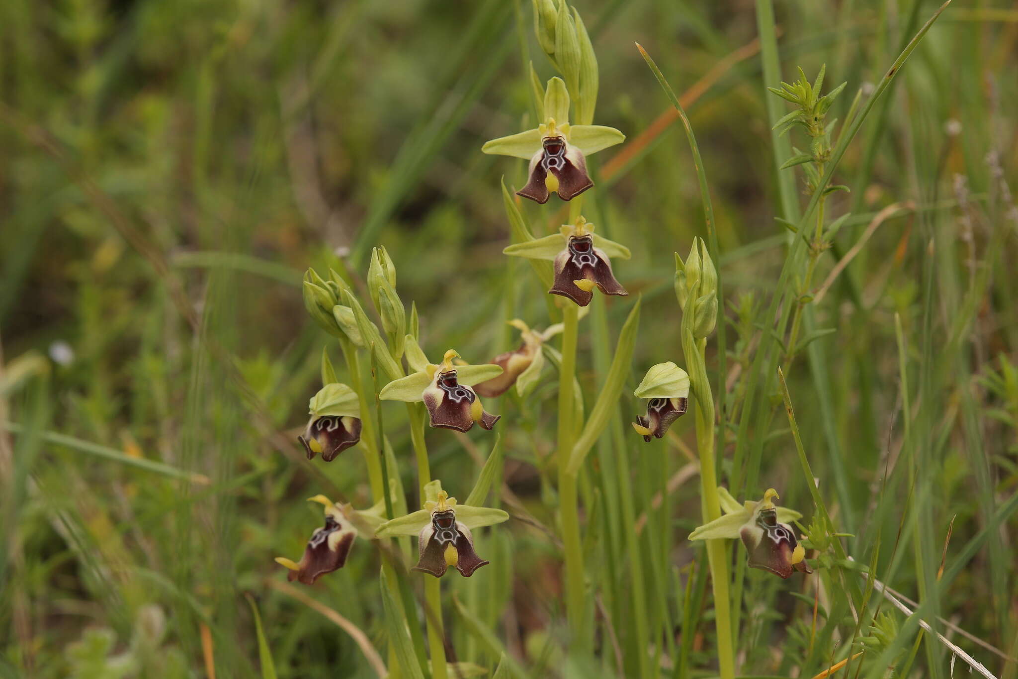 Image of Ophrys fuciflora subsp. oxyrrhynchos (Tod.) Soó