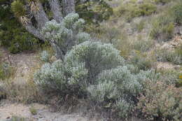 Image of striped cottonthorn