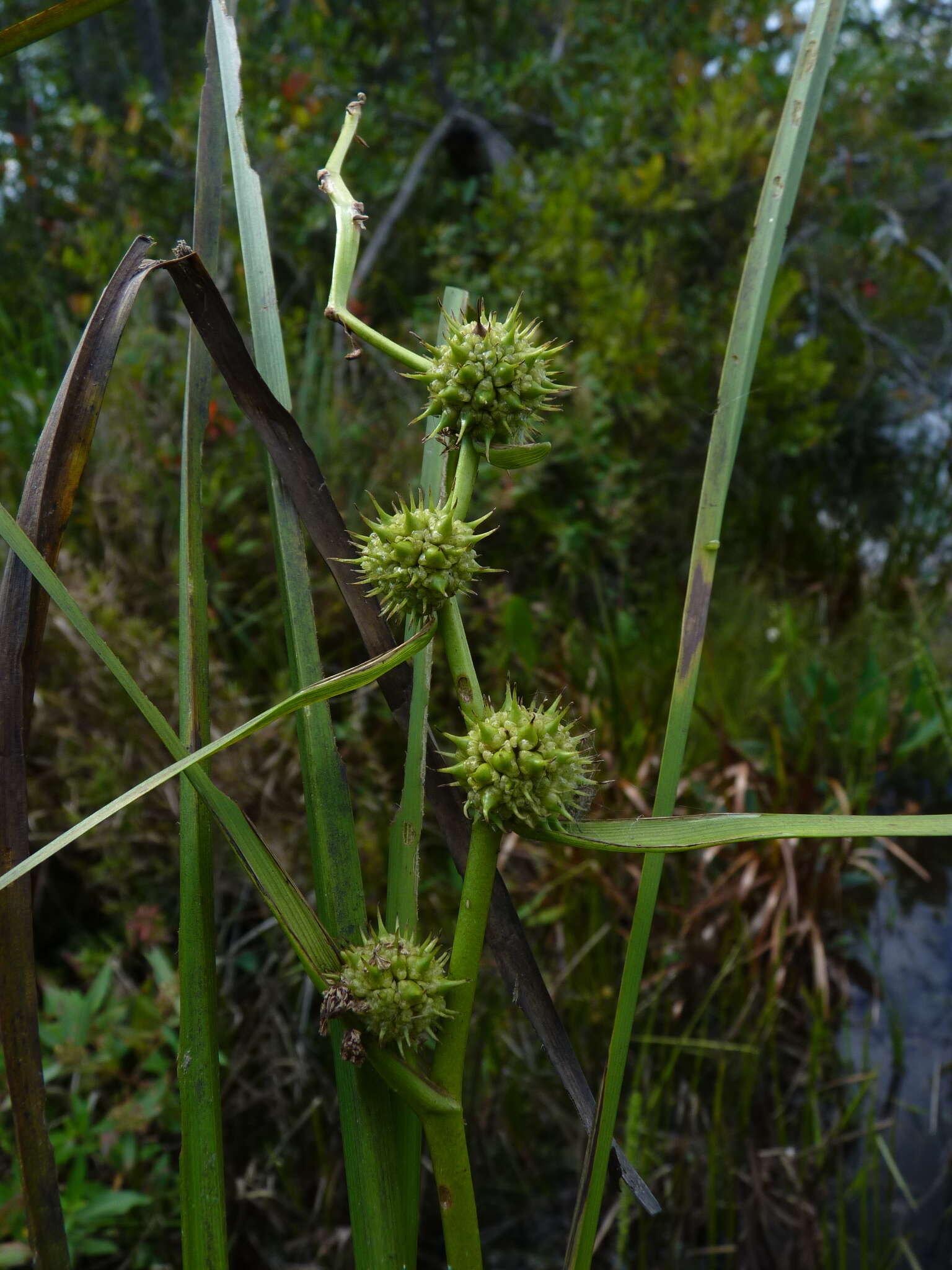 Image of American bur-reed