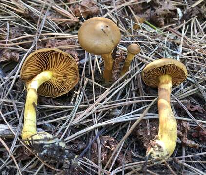 Image of Cortinarius thiersii Ammirati & A. H. Sm. 1977