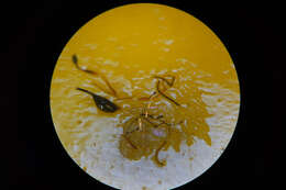 صورة <i>Anacharis zealandica</i>