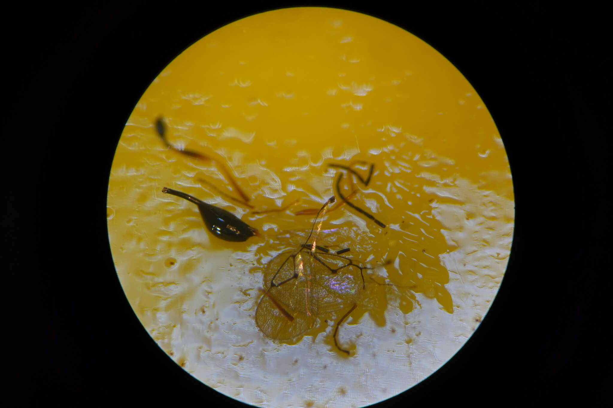 Image of <i>Anacharis zealandica</i>