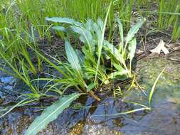 Rumex californicus Rech. fil. resmi