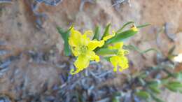 Image of Ferraria macrochlamys subsp. serpentina Goldblatt & J. C. Manning