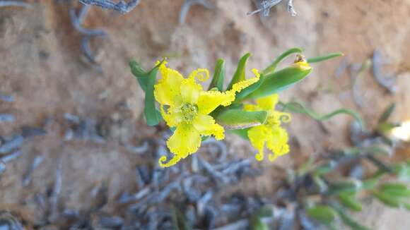 Image of Ferraria macrochlamys subsp. serpentina Goldblatt & J. C. Manning