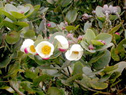 Image of Schima brevifolia (Hook. fil.) Baill. ex Stapf.