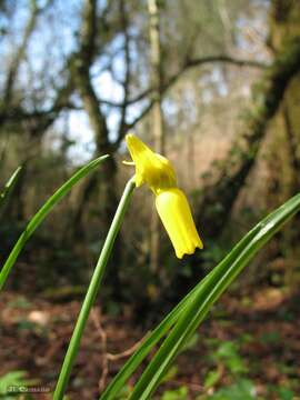 Narcissus cyclamineus DC. resmi