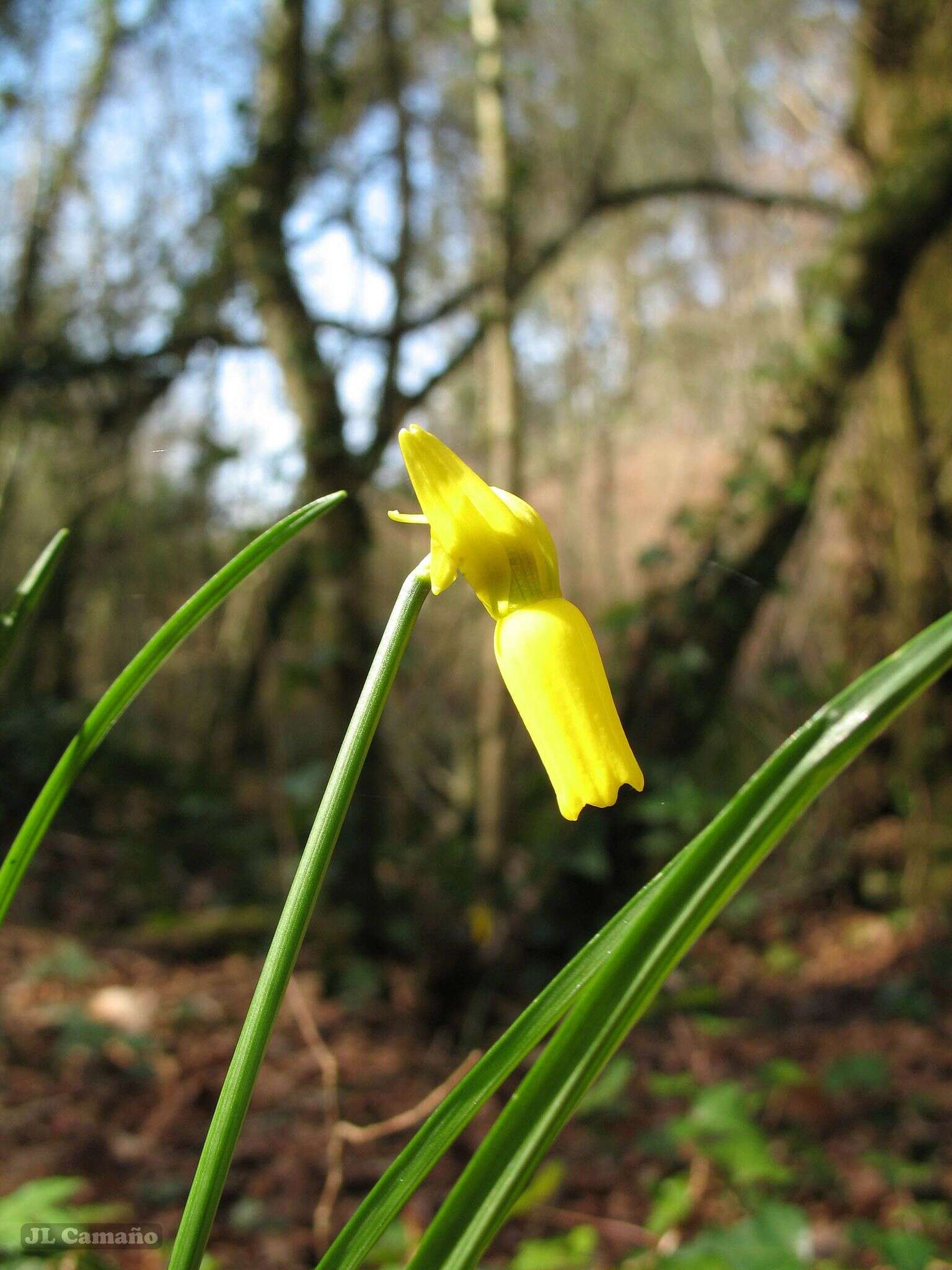 Image of Narcissus cyclamineus DC.